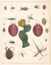 Natural History (Galerya obrazowa zwiérząt czyli Historya naturalna) Pl.48