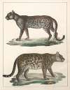 Natural History (Galerya obrazowa zwiérząt czyli Historya naturalna) Pl.49