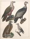 Natural History (Galerya obrazowa zwiérząt czyli Historya naturalna) Pl.50