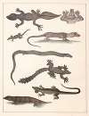Natural History (Galerya obrazowa zwiérząt czyli Historya naturalna) Pl.51