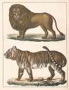 Natural History (Galerya obrazowa zwiérząt czyli Historya naturalna) Pl.53