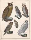 Natural History (Galerya obrazowa zwiérząt czyli Historya naturalna) Pl.54