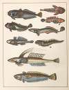 Natural History (Galerya obrazowa zwiérząt czyli Historya naturalna) Pl.55