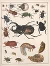 Natural History (Galerya obrazowa zwiérząt czyli Historya naturalna) Pl.56