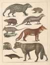 Natural History (Galerya obrazowa zwiérząt czyli Historya naturalna) Pl.57