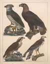 Natural History (Galerya obrazowa zwiérząt czyli Historya naturalna) Pl.58