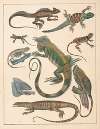 Natural History (Galerya obrazowa zwiérząt czyli Historya naturalna) Pl.59