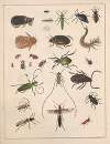 Natural History (Galerya obrazowa zwiérząt czyli Historya naturalna) Pl.60