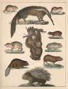 Natural History (Galerya obrazowa zwiérząt czyli Historya naturalna) Pl.61