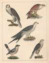 Natural History (Galerya obrazowa zwiérząt czyli Historya naturalna) Pl.62