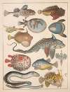 Natural History (Galerya obrazowa zwiérząt czyli Historya naturalna) Pl.63
