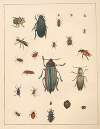 Natural History (Galerya obrazowa zwiérząt czyli Historya naturalna) Pl.64