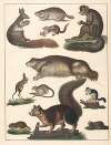 Natural History (Galerya obrazowa zwiérząt czyli Historya naturalna) Pl.65