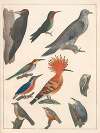 Natural History (Galerya obrazowa zwiérząt czyli Historya naturalna) Pl.66