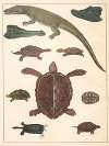 Natural History (Galerya obrazowa zwiérząt czyli Historya naturalna) Pl.67