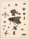Natural History (Galerya obrazowa zwiérząt czyli Historya naturalna) Pl.68