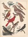 Natural History (Galerya obrazowa zwiérząt czyli Historya naturalna) Pl.70