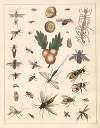 Natural History (Galerya obrazowa zwiérząt czyli Historya naturalna) Pl.71