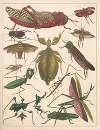 Natural History (Galerya obrazowa zwiérząt czyli Historya naturalna) Pl.72