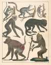 Natural History (Galerya obrazowa zwiérząt czyli Historya naturalna) Pl.73