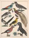 Natural History (Galerya obrazowa zwiérząt czyli Historya naturalna) Pl.74