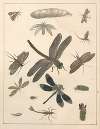Natural History (Galerya obrazowa zwiérząt czyli Historya naturalna) Pl.75