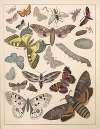 Natural History (Galerya obrazowa zwiérząt czyli Historya naturalna) Pl.76