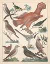 Natural History (Galerya obrazowa zwiérząt czyli Historya naturalna) Pl.78
