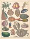 Natural History (Galerya obrazowa zwiérząt czyli Historya naturalna) Pl.79