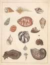 Natural History (Galerya obrazowa zwiérząt czyli Historya naturalna) Pl.80