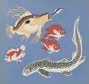 Images à colorier, Des Poissons Pl.03