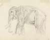Study of an Elephant
