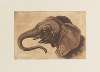 Tête d’éléphant