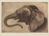 Tête d’éléphant