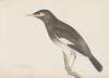 Indian birds Pl.01