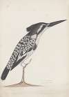 Indian birds Pl.02