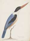 Indian birds Pl.03