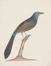 Indian birds Pl.04