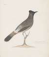 Indian birds Pl.05