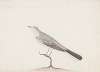 Indian birds Pl.06