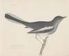 Indian birds Pl.07