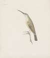 Indian birds Pl.08