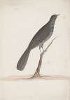 Indian birds Pl.09