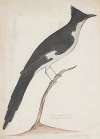 Indian birds Pl.10