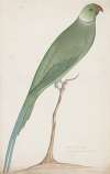 Indian birds Pl.12