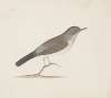 Indian birds Pl.14