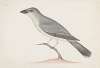 Indian birds Pl.15
