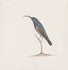 Indian birds Pl.16
