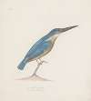 Indian birds Pl.18
