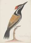 Indian birds Pl.19